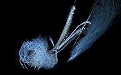 2014 04 28 blues 05-black.jpg